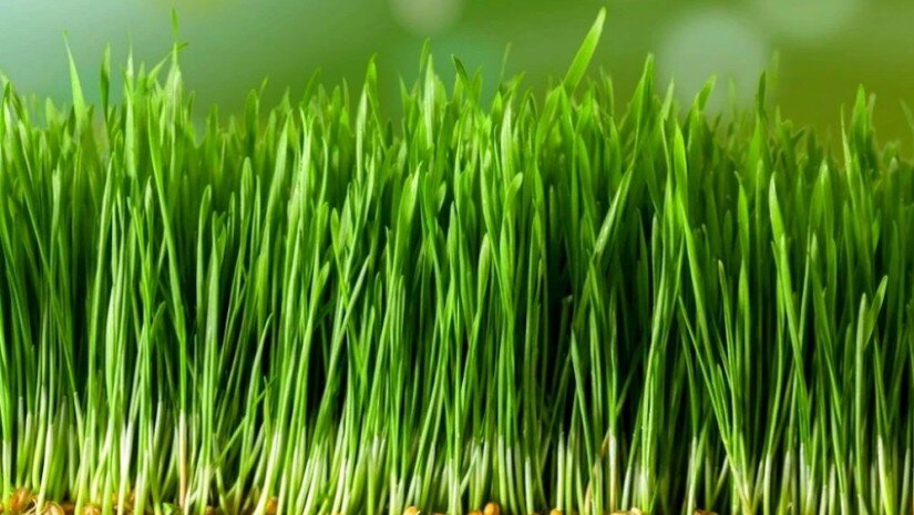 როგორ გავახაროთ ხასხასა ჯეჯილი - პრაქტიკული რჩევა სააღდგომოდ